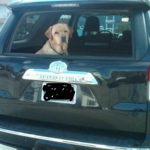 Ryder in the Truck!  His favorite part of riding in the runner is the window!