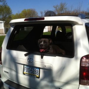 my male pit just hangin out in the back of the runner...he cleared the jump straight in there