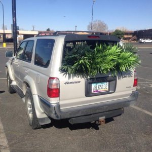 Helped my friend Matt who works for coors move some Corona fake palm trees cuz he didn't have a truck. Just thought it looked pretty funny so here ya 