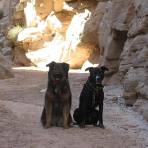 Happy hiking dogs