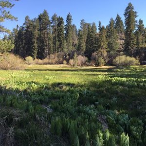 Meadow in Big Bear