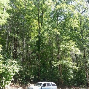 with trees