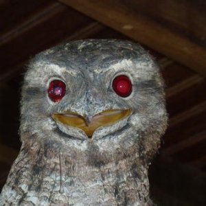 Frogmouth owl that flew in to check out what I was up to on the downstairs verandah.  A face only its mother could love !!