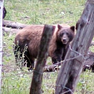 pagosa bear 8 082005