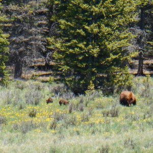 Bear Saguache 3 61214