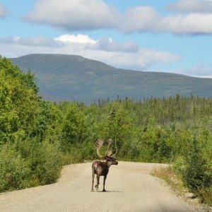 Caribou in Eagle