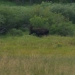 Saw this nice bill moose enjoying lunch on the way in to Grand Lake.