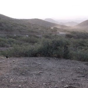 My dust hangs for miles on beeline.