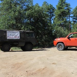 Pinzgauer near Prescott