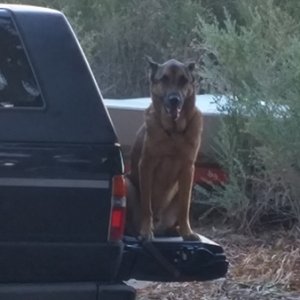 Good doggy.