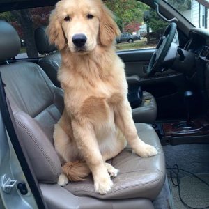 Seasoned co-pilot.