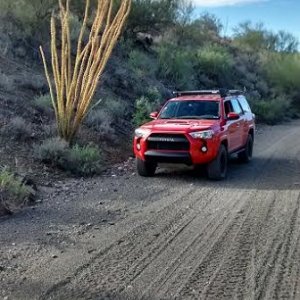 Big Ocotillo