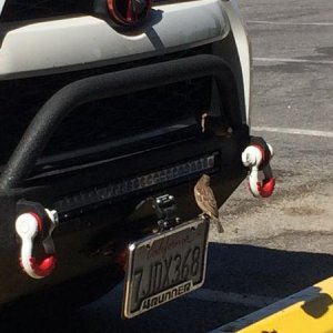 Birds snacking on road kill bugs Death Valley