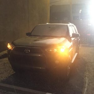 Beast at night