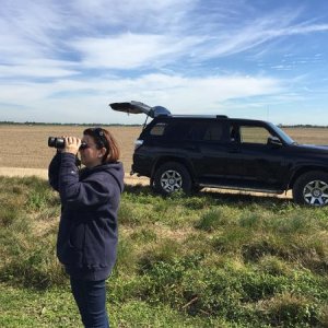 Bird-watching near the everglades