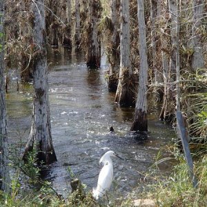 Snowy Egret