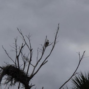 An Osprey watching over her clutch