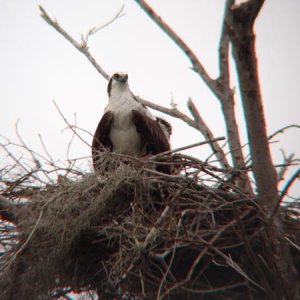 Ospreys are bigger than you think, standing about 20-24" with a 5 foot wingspan.