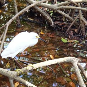 Snowy Egret waiting for a fish to spear