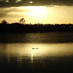 A gator wading in the sunset - Everglades NP