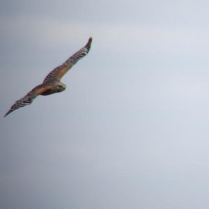 A Red-shouldered Hawk…picture of a lifetime