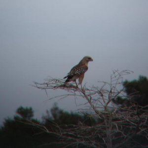 A Red-shouldered Hawk