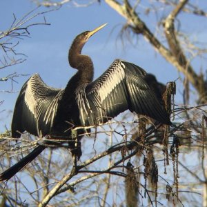 An Anhinga "posing" in the morning