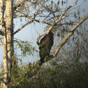 The ominous Turkey Vulture