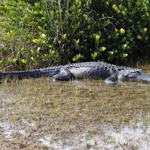 King of the everglades - the American Alligator