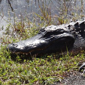 Gators are everywhere around here - this one's a 10-footer