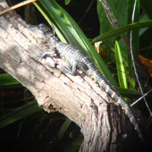A little guy - mom wasn't far