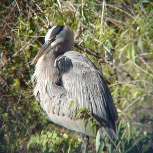 A Great Blue Heron