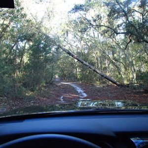 A random trail in Ocala National Forest