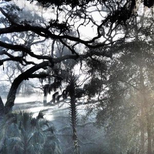 Creepy fog in our campground at Clearwater Lake, Ocala NF