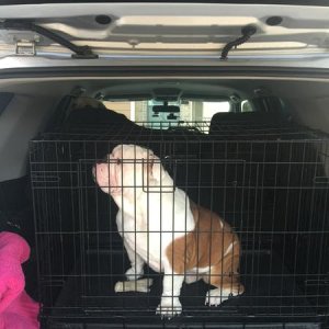 Road trip! Winston the bulldog approved