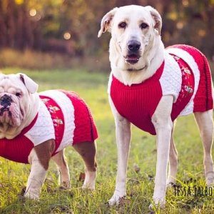 funny christmas picts