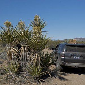 Pinkham Canyon, Joshua Tree National Park