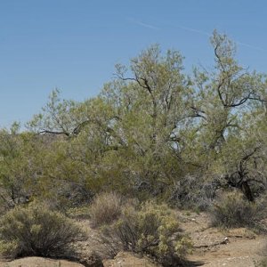 Pepper tree 100 feet from the road in Pinkham Canyon, surrounded by desert wildflowers.