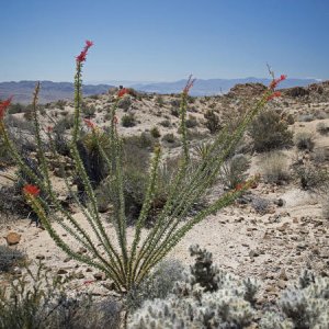 Ocotillo Bush in bloom, the Salton Sea in the distance and the Imperial Valley beyond