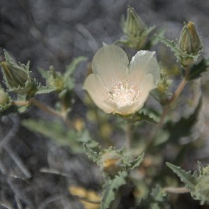 Joshua Tree desert blooms and buds