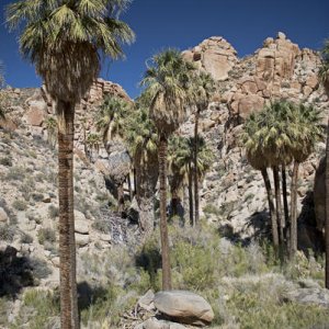 Lost Palms Oasis near Cottonwood Springs in Joshua Tree National Park. Last year I followed the canyon beyond up onto a plateau near Eagle Peak.