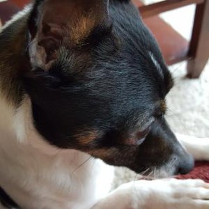 Odie