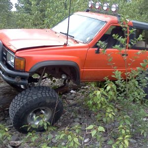 Flexing out on a 38" log