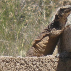 Desert Friend