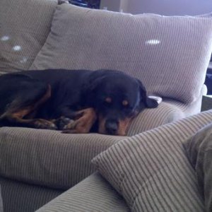 110 lbs of lap dog
