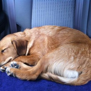 sleepy puppy loves the SR5