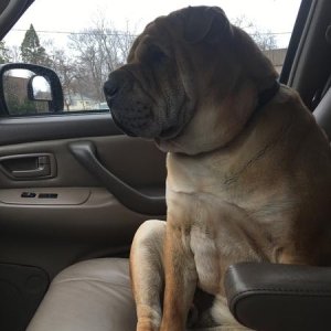 Knuckles riding shotgun