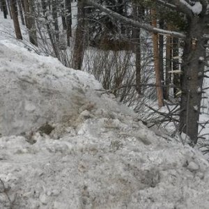 The tree I hit backwards on Loveland Pass.