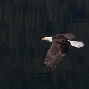 Bald Eagle at Mara Lake