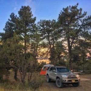The Pines